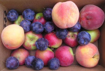 summerfruitcolor